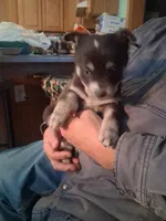 Speck, a female Goberian for sale in Antigo, WI – Photo 1 of 3