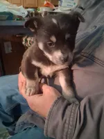 Speck, a female Goberian for sale in Antigo, WI – Photo 2 of 3