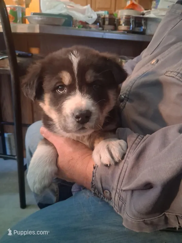 Speck – Goberian puppy for sale in Antigo, WI