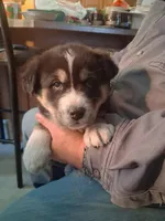 Speck, a female Goberian for sale in Antigo, WI – Photo 3 of 6