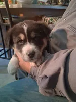 Speck, a female Goberian for sale in Antigo, WI – Photo 4 of 6