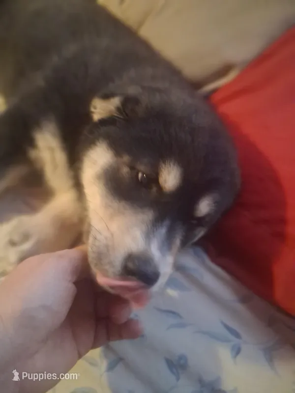 Speck – Goberian puppy for sale in Antigo, WI