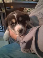 Speck, a female Goberian for sale in Antigo, WI – Photo 5 of 6