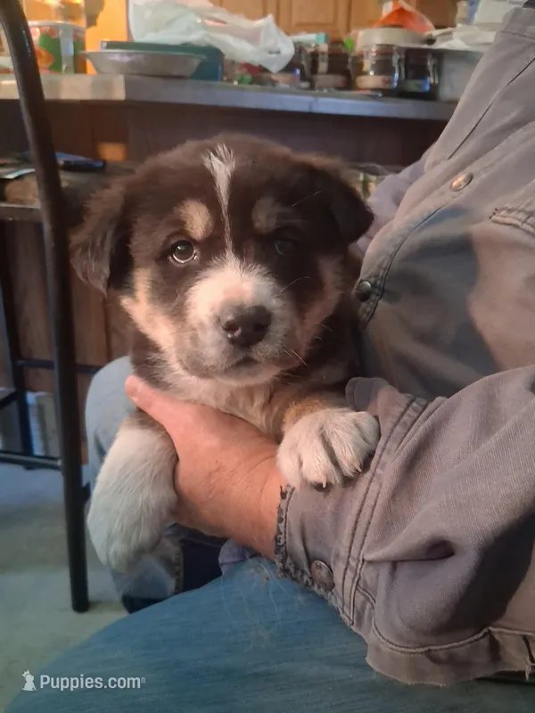 Speck – Goberian puppy for sale in Antigo, WI