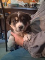 Speck, a female Goberian for sale in Antigo, WI – Photo 1 of 6