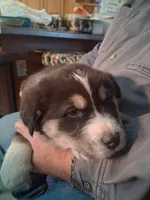 Speck, a female Goberian for sale in Antigo, WI – Photo 6 of 6