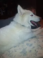 Blizzard, a male Siberian Husky for sale in Antigo, WI – 1 of 2