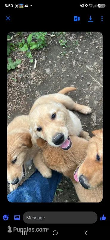 Goldie  – Golden Retriever puppy for sale in Antigo, WI
