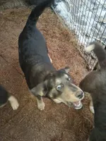 Beauty , a female Siberian Husky and Golden Retriever for sale in Antigo, WI – Photo 5 of 5