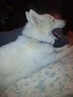 Blizzard, a male Siberian Husky for sale in Antigo, WI – Photo 3 of 6