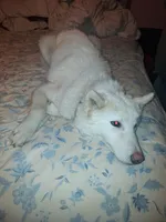 Blizzard, a male Siberian Husky for sale in Antigo, WI – Photo 5 of 6