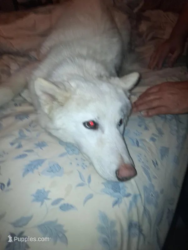 Blizzard, a male Siberian Husky for sale in Antigo, WI – Photo 1 of 6