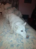 Blizzard, a male Siberian Husky for sale in Antigo, WI – Photo 4 of 6