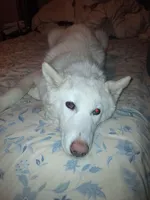 Blizzard, a male Siberian Husky for sale in Antigo, WI – Photo 6 of 6