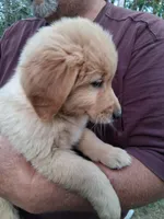 Shrimp , a female Golden Retriever for sale in Antigo, WI – 3 of 6