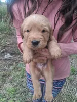 King, a male Golden Retriever for sale in Antigo, WI – 5 of 6