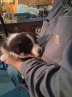 Ringer , a male Siberian Husky and Golden Retriever for sale in Antigo, WI – Photo 9 of 9