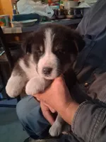 Ringer , a male Siberian Husky and Golden Retriever for sale in Antigo, WI – Photo 1 of 9