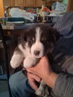 Ringer , a male Siberian Husky and Golden Retriever for sale in Antigo, WI – Photo 5 of 9