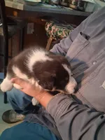 Ringer , a male Siberian Husky and Golden Retriever for sale in Antigo, WI – Photo 8 of 9