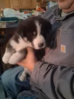 Ringer , a male Siberian Husky and Golden Retriever for sale in Antigo, WI – Photo 6 of 9