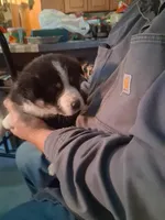 Ringer , a male Siberian Husky and Golden Retriever for sale in Antigo, WI – Photo 7 of 9