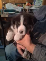 Ringer , a male Siberian Husky and Golden Retriever for sale in Antigo, WI – Photo 3 of 9