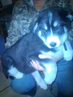 Lightning, a male Goberian for sale in Antigo, WI – Photo 6 of 6