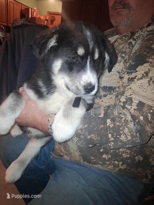 Lightning – Goberian puppy for sale in Antigo, WI