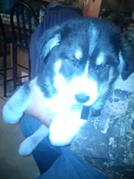 Lightning, a male Goberian for sale in Antigo, WI – Photo 4 of 6