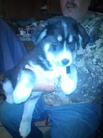 Lightning, a male Goberian for sale in Antigo, WI – Photo 3 of 6