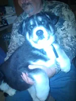 Lightning, a male Goberian for sale in Antigo, WI – Photo 5 of 6