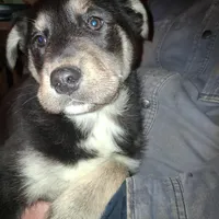 Beauty, a female Goberian for sale in Antigo, WI – Photo 6 of 10