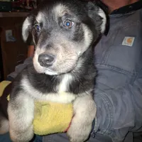 Beauty, a female Goberian for sale in Antigo, WI – Photo 2 of 10