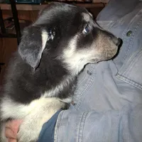 Beauty, a female Goberian for sale in Antigo, WI – Photo 7 of 10