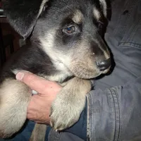 Beauty, a female Goberian for sale in Antigo, WI – Photo 9 of 10