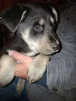 Beauty, a female Siberian Husky and Golden Retriever for sale in Antigo, WI – Photo 9 of 10