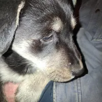 Beauty, a female Goberian for sale in Antigo, WI – Photo 10 of 10