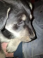 Beauty, a female Siberian Husky and Golden Retriever for sale in Antigo, WI – Photo 10 of 10