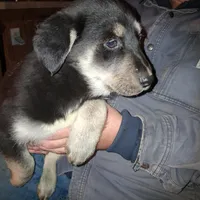 Beauty, a female Goberian for sale in Antigo, WI – Photo 4 of 10