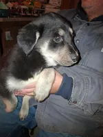 Beauty, a female Siberian Husky and Golden Retriever for sale in Antigo, WI – Photo 4 of 10