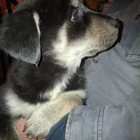 Beauty, a female Goberian for sale in Antigo, WI – Photo 8 of 10