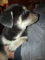 Beauty, a female Siberian Husky and Golden Retriever for sale in Antigo, WI – Photo 8 of 10