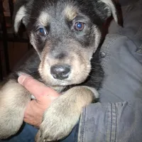 Beauty, a female Goberian for sale in Antigo, WI – Photo 1 of 10