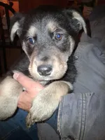Beauty, a female Siberian Husky and Golden Retriever for sale in Antigo, WI – Photo 1 of 10