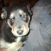 Beauty, a female Goberian for sale in Antigo, WI – Photo 3 of 10