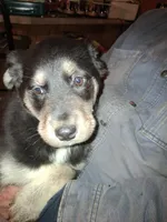 Beauty, a female Siberian Husky and Golden Retriever for sale in Antigo, WI – Photo 3 of 10