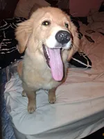 Fancy , a female Golden Retriever for sale in Antigo, WI – 3 of 7