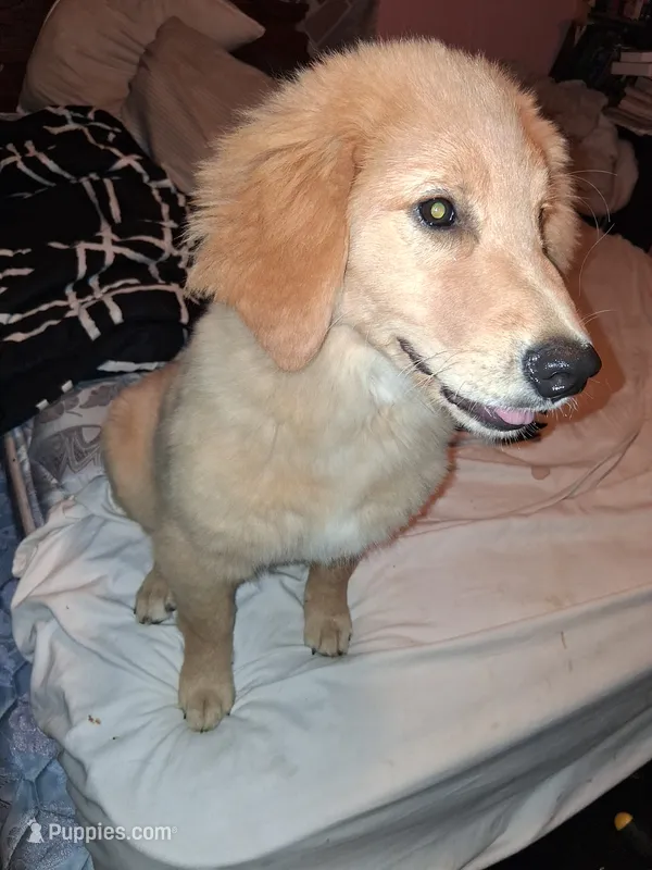 Fancy  – Golden Retriever puppy for sale in Antigo, WI