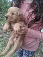 King, a male Golden Retriever for sale in Antigo, WI – 3 of 6